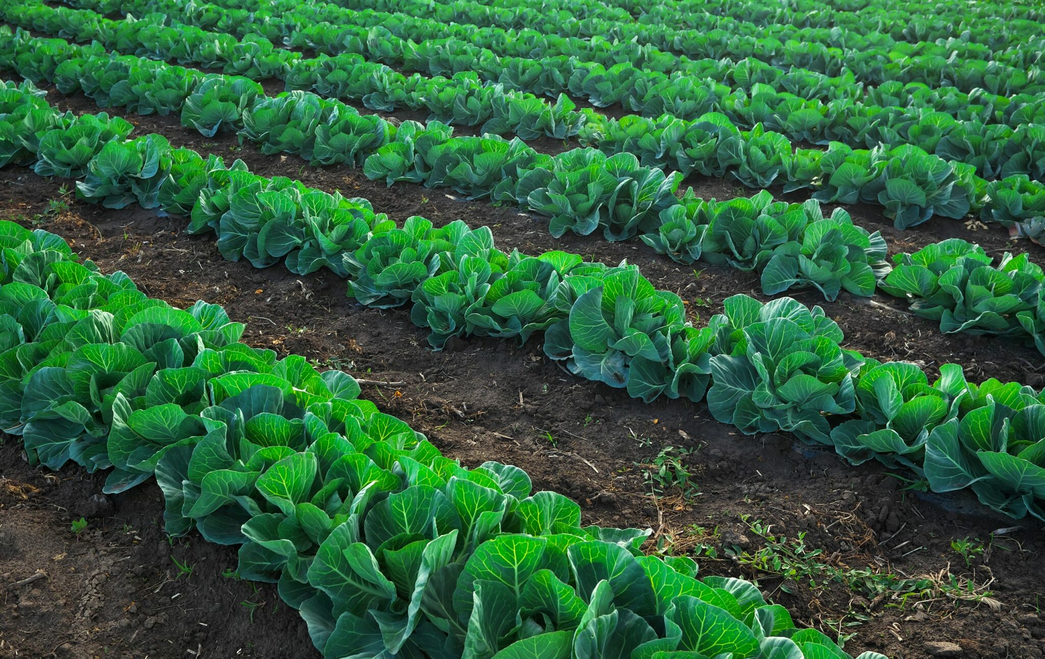 cultures fertilisées avec des engrais organiques et organo-minéraux
