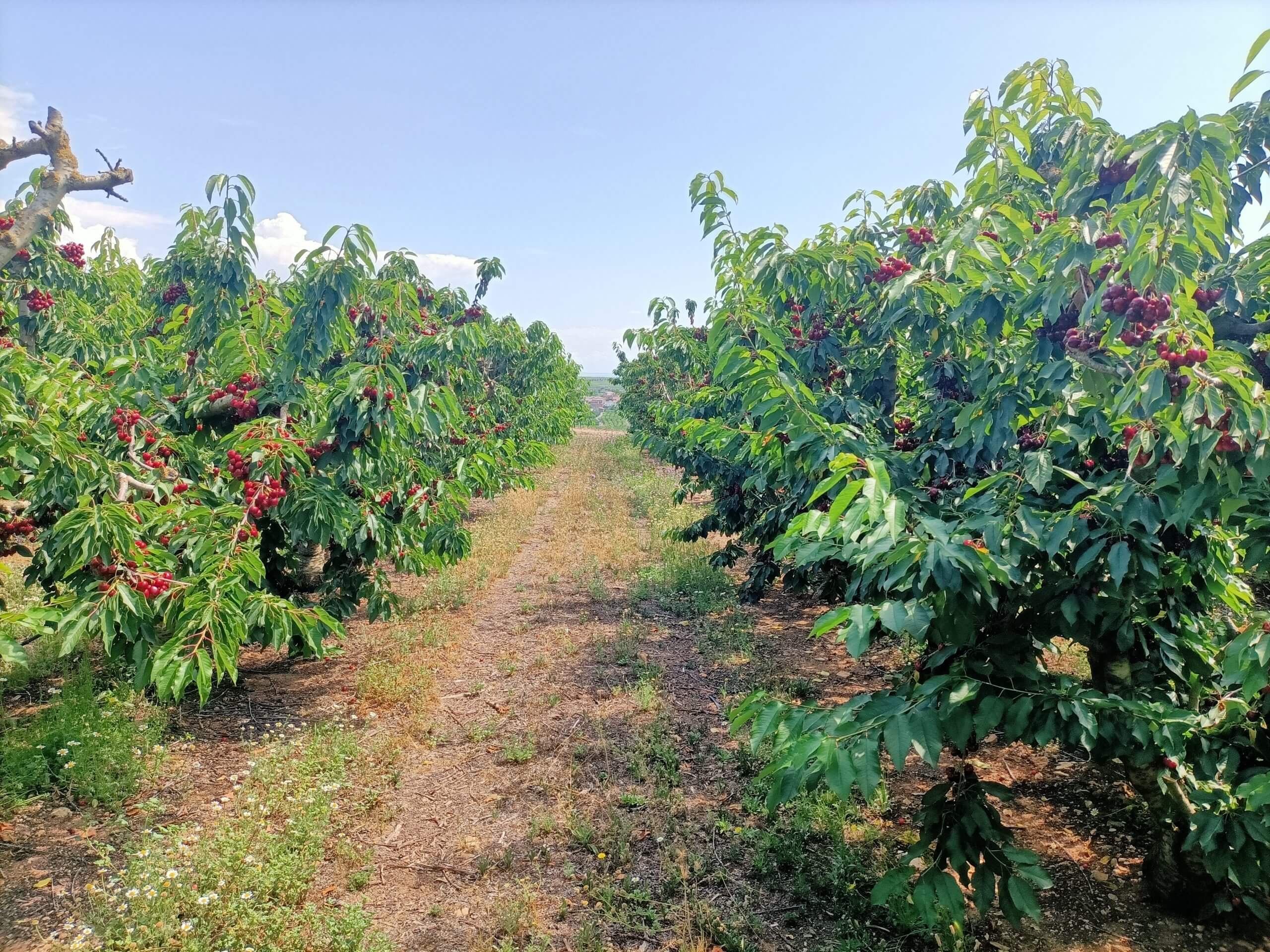Cherries