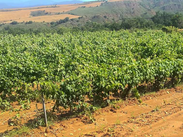 Culture de la vigne