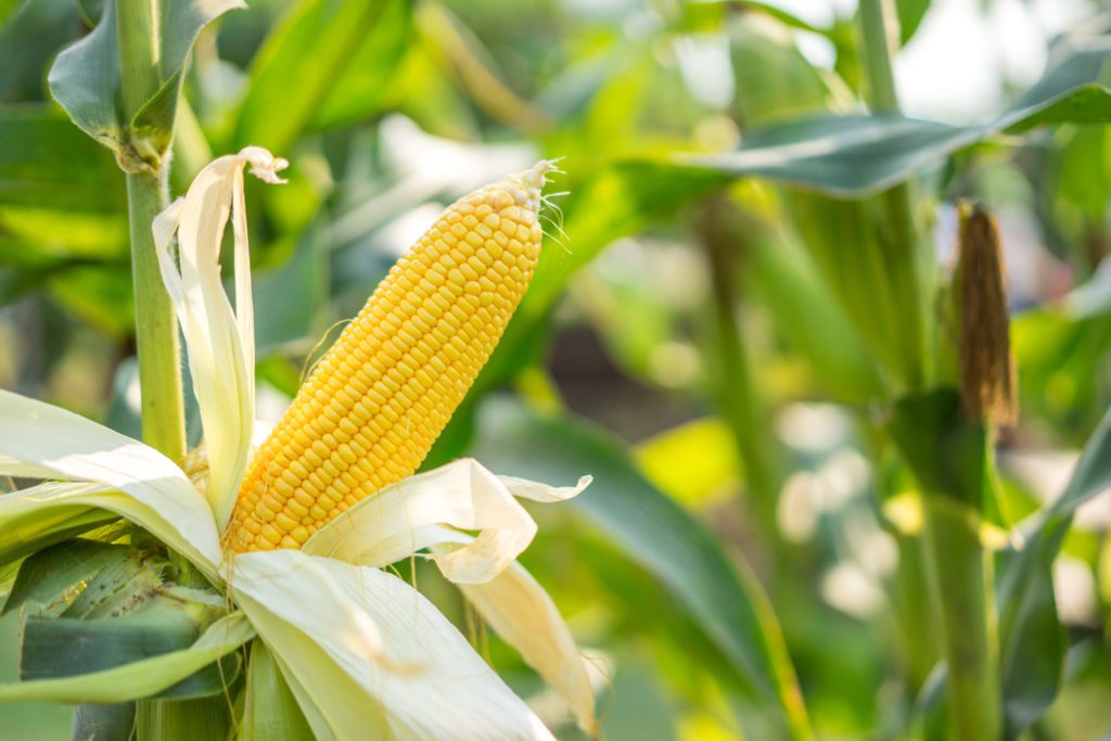 culture du maïs