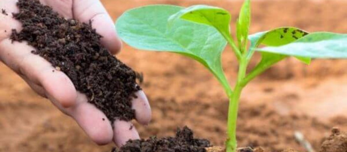Historia-de-los-abonos-y-fertilizantes-1