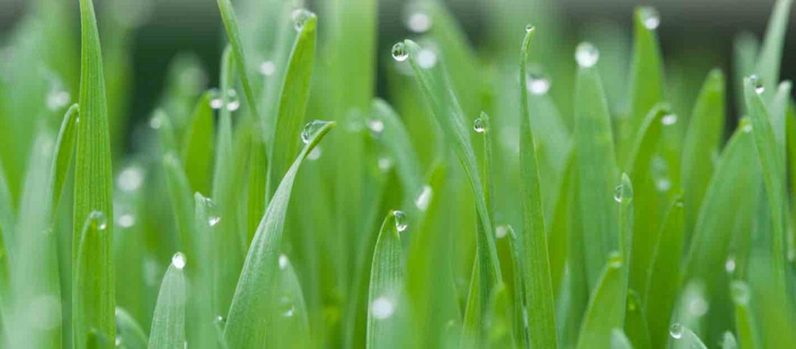 INPROG-beneficios-harina-roca